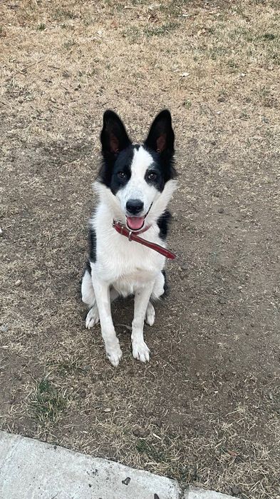 Spre adopție - Border Collie metis ciobanesc 11 luni