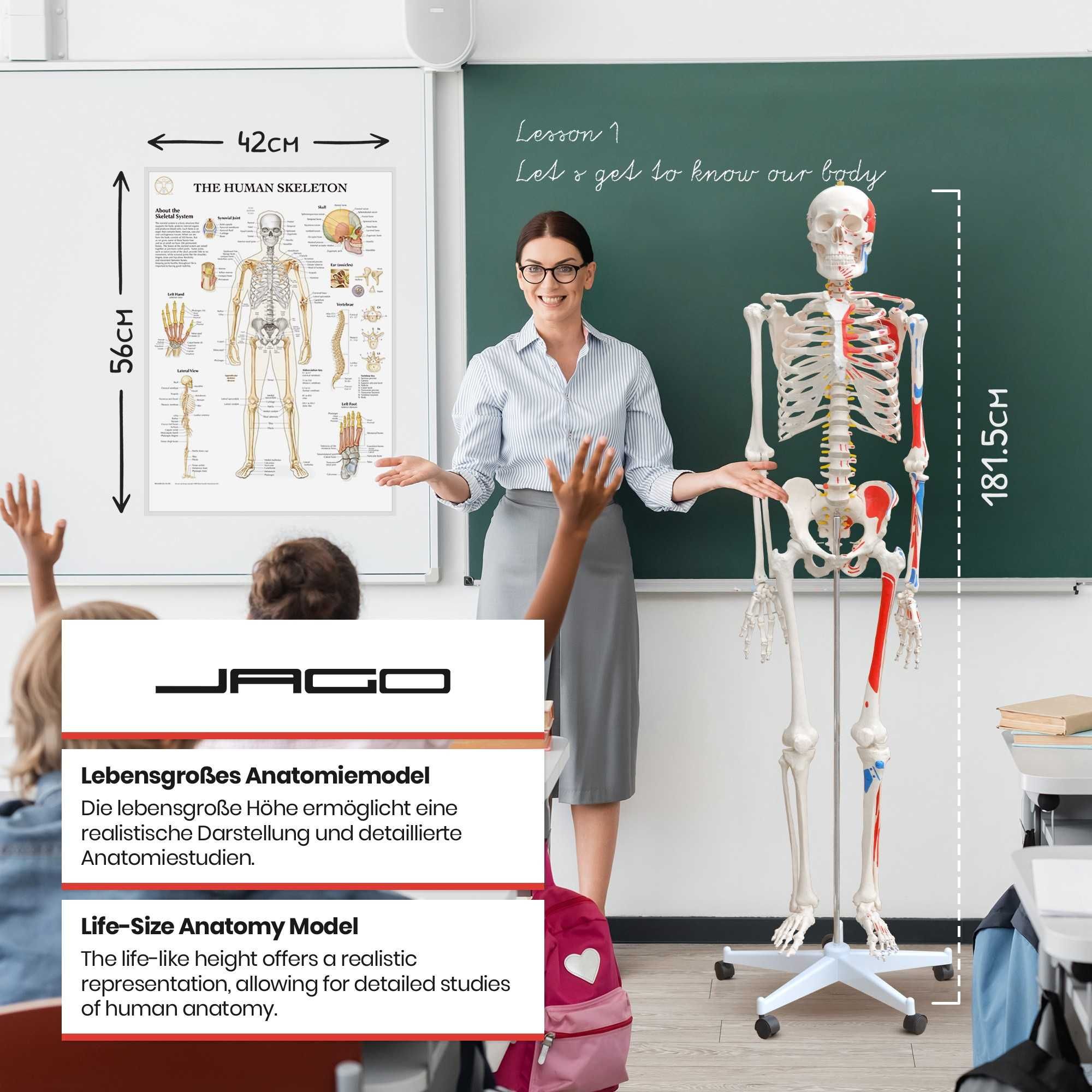 Човешки скелет Jago 181,5 см, медицински анатомичен, образователен