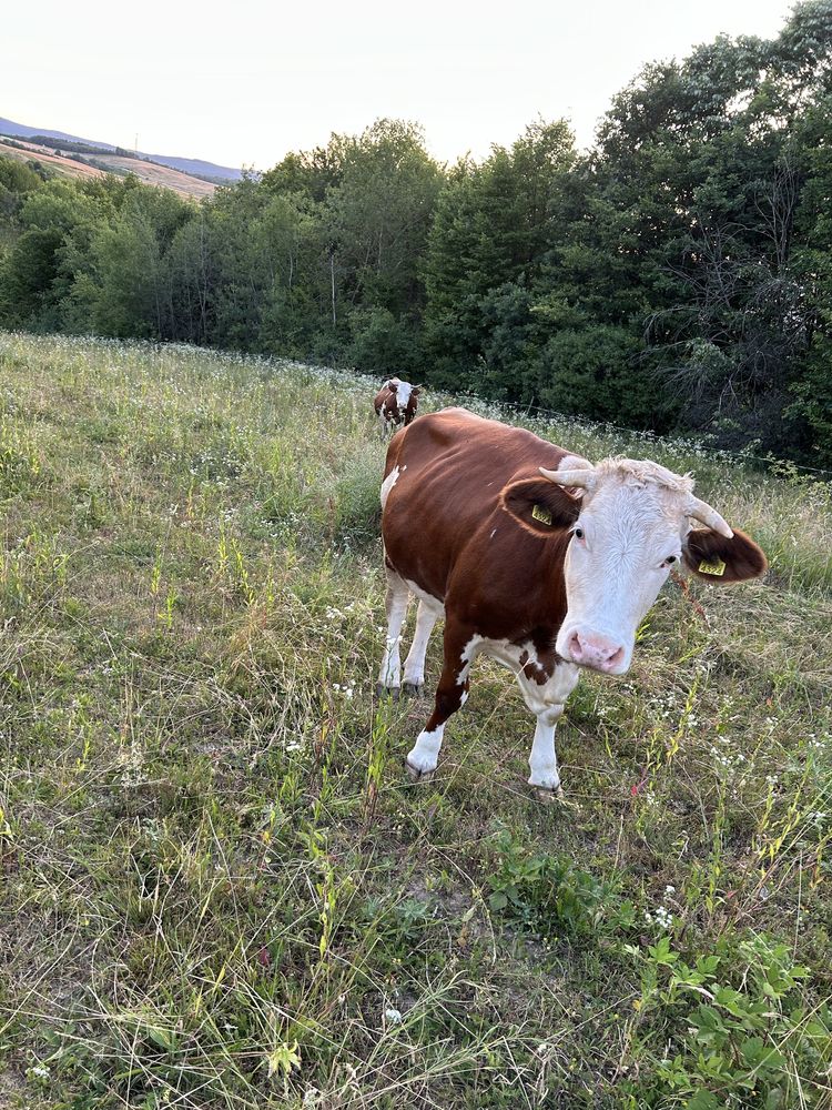 Vand vaca cu lapte la prima fatare