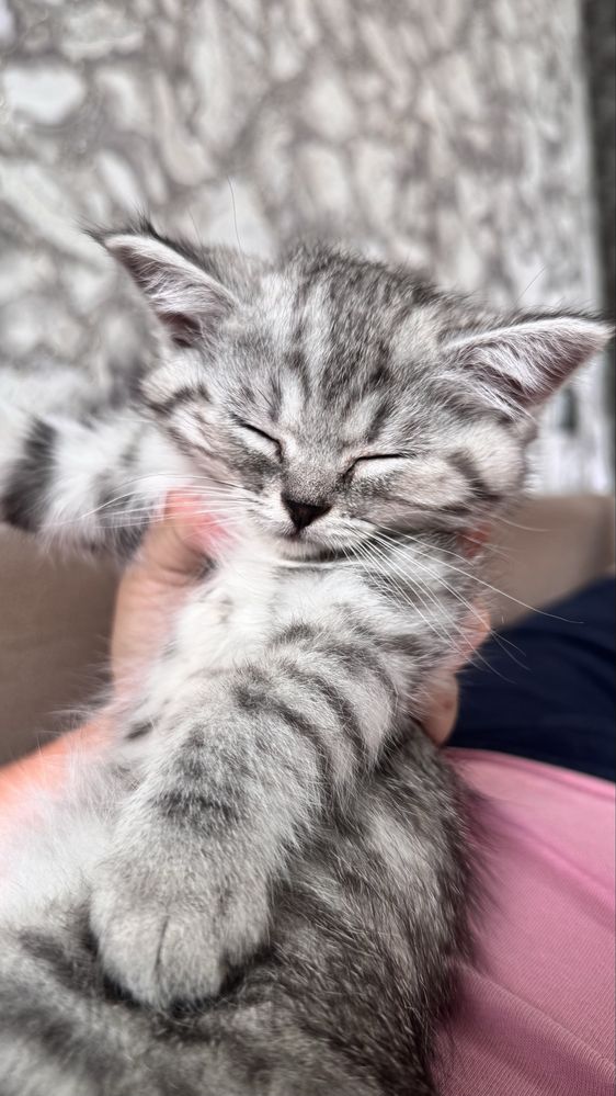 Отдам девочку кошечку