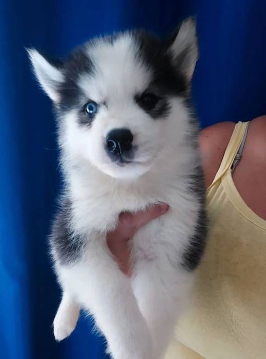 Husky siberian 1200 lei