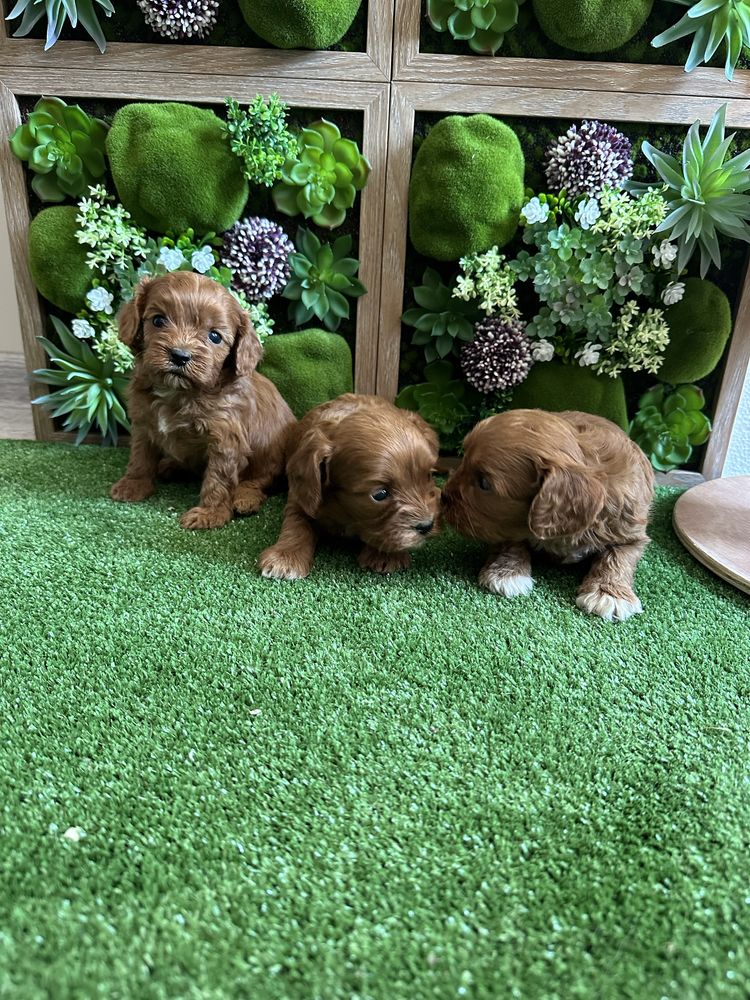 Кавапу /cavapoo