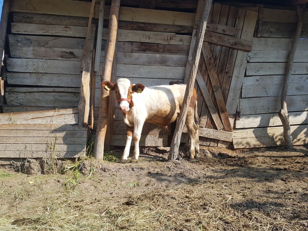 Vand tauras baltat românesc cu acte