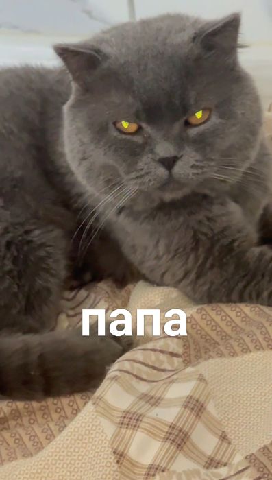 Продается котёнок / mushukcha sotiladi ( skotish straiyt )
