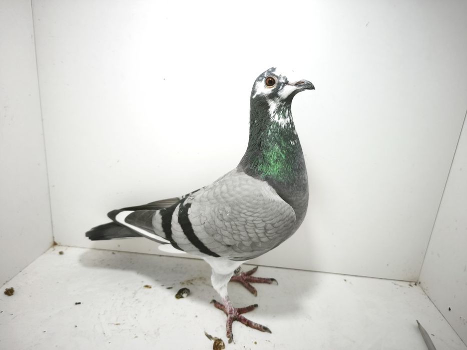 Porumbei reproduși pe boxe individuale