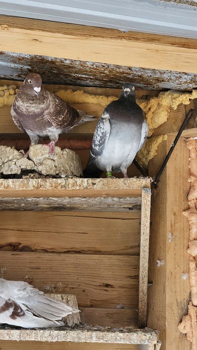 Vand Porumbeii voiajori culori rare