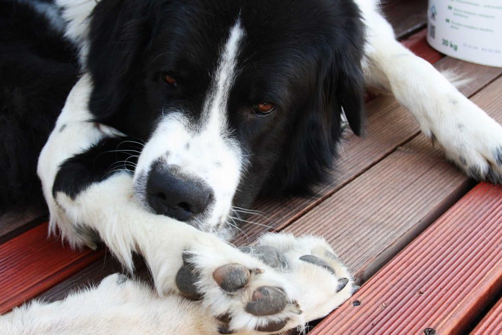Буковинска овчарка с родословие
