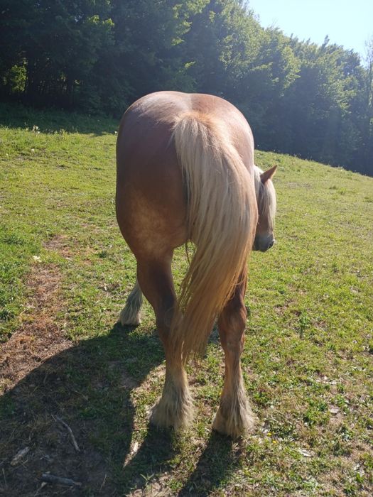 Iepe de vânzare 4 și 5 ani