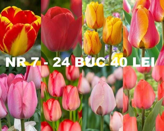 Bulbi de lalele diverse pachete de la 1 leu