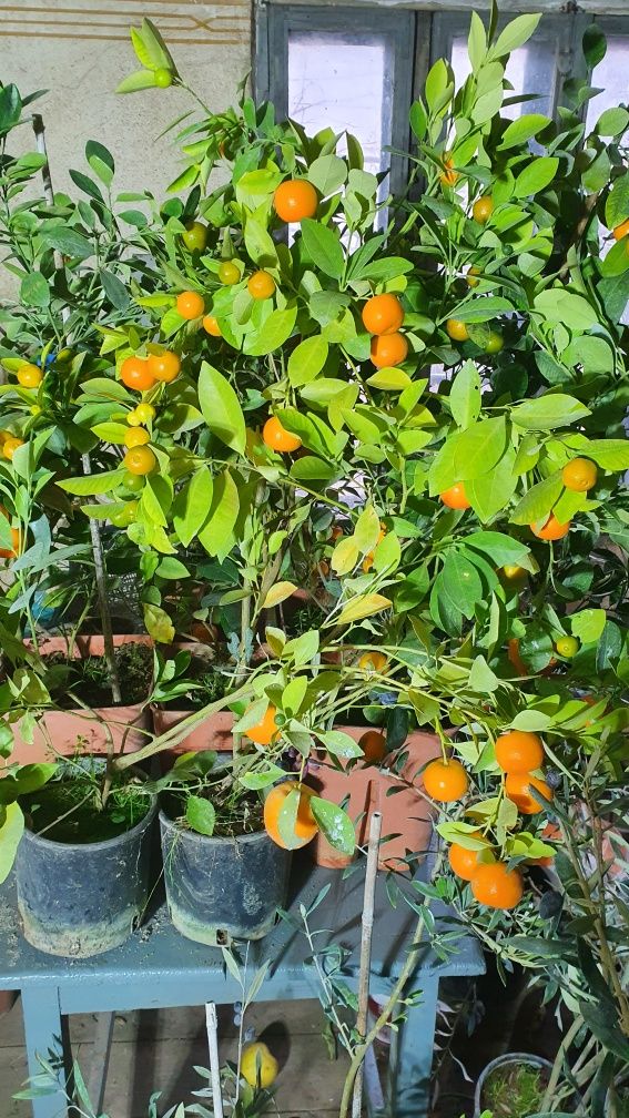 Pomi fructiferi Citrus Oriana