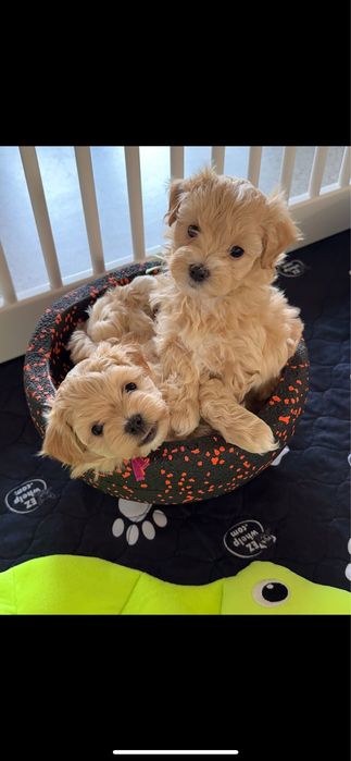 Maltipoo Apricot