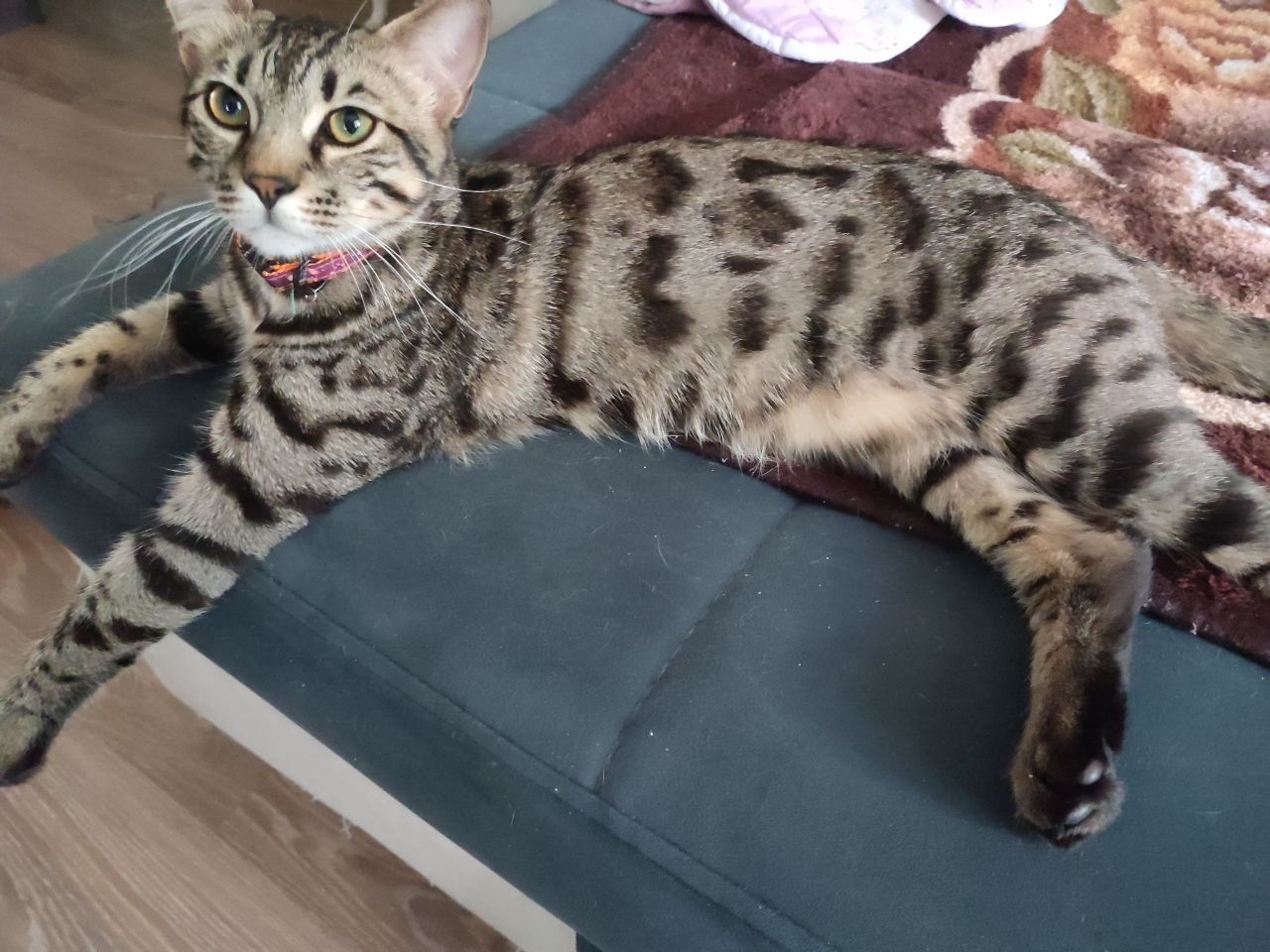 Котята бенгальские