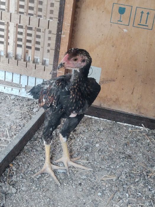 Продам молодых бойцовый петухи и куры