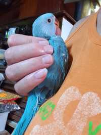Papagali micul alexandru(puisori blanzi ideali pt dresat)