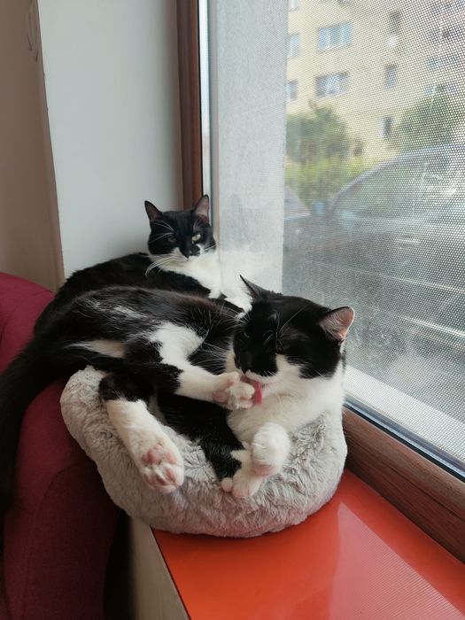 Pisica si motanel, frati, își cauta stapani iubitori