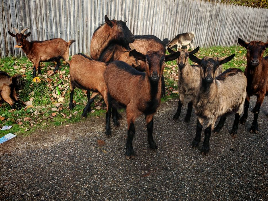 Iede Alpina Franceza de Vanzare