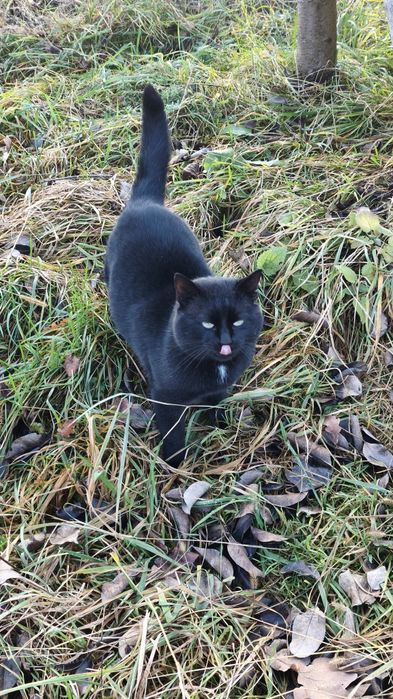 Donez motan frumos cuminte și curat