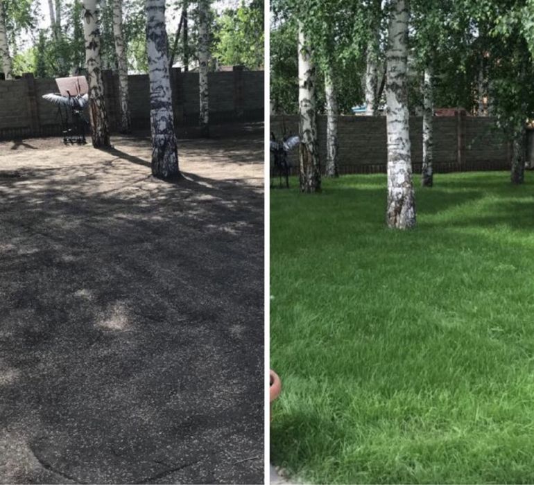 Газон, посевной газон