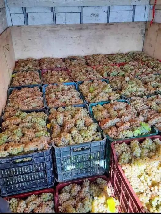 Struguri de vin calitate excelenta