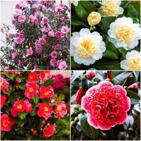 Butas (Răsad) Trandafir Japonez , Roz, rosu, galben, alb, portocaliu