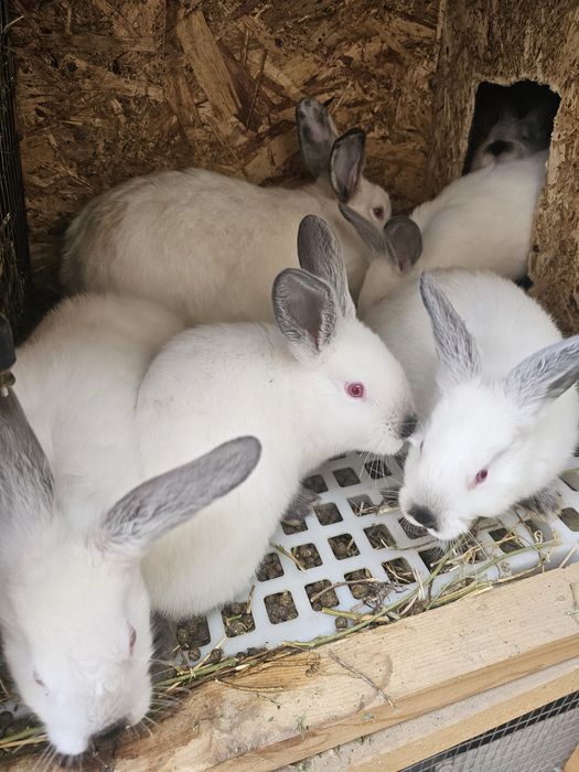 Кролики калифорнийские евро