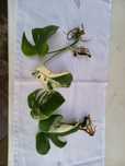 Monstera Albo (cu radacina formata)
