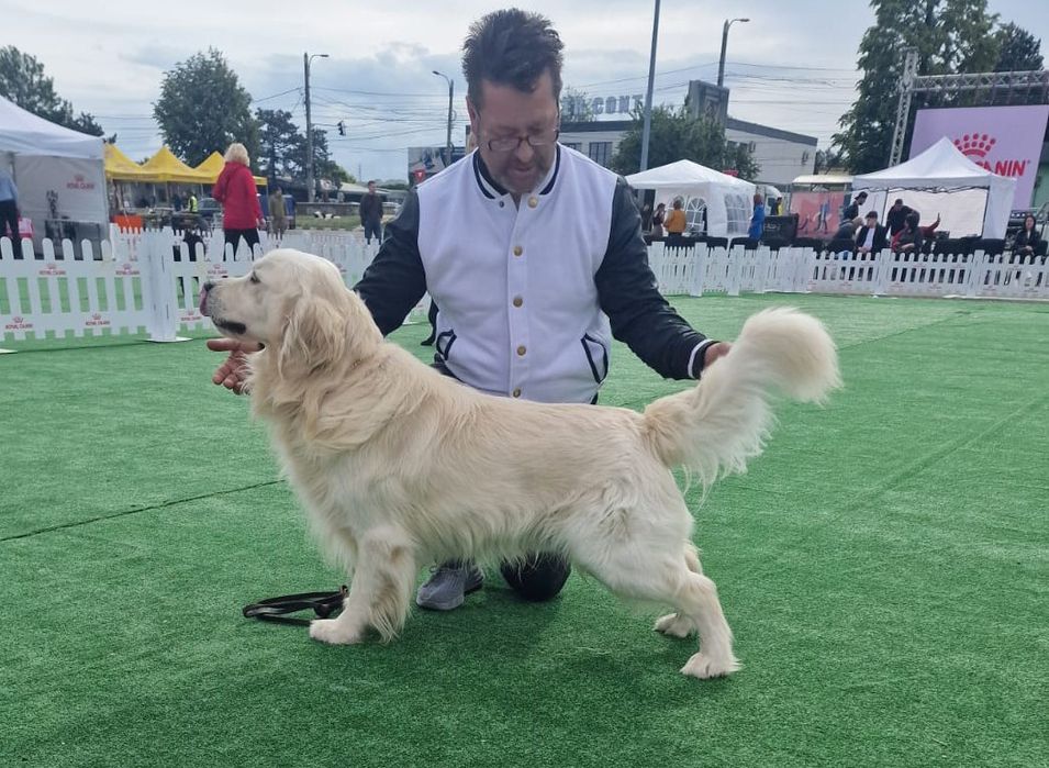 Mascul Golden Retriever Campion Romania