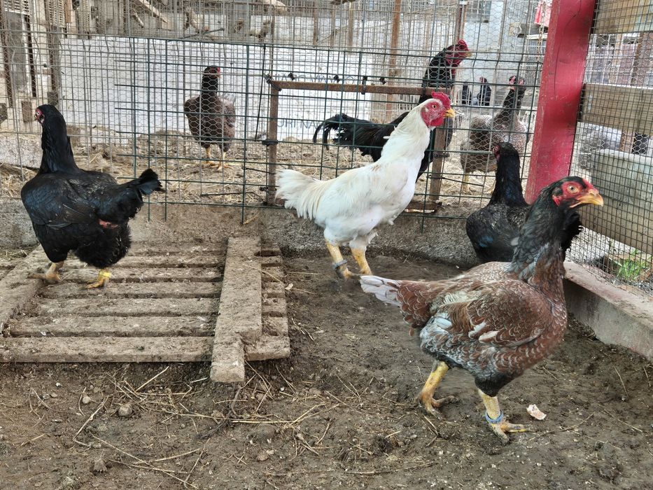 Famili de combatant indian talie mare, de vanzare