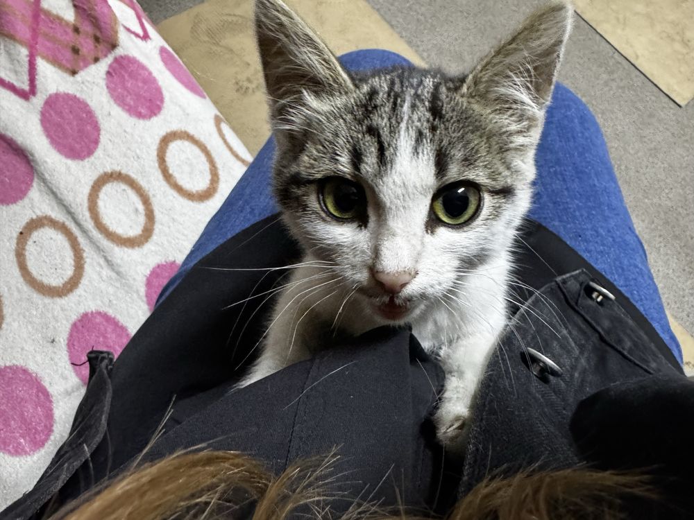 Срочно котенок ищет любящего хозяина