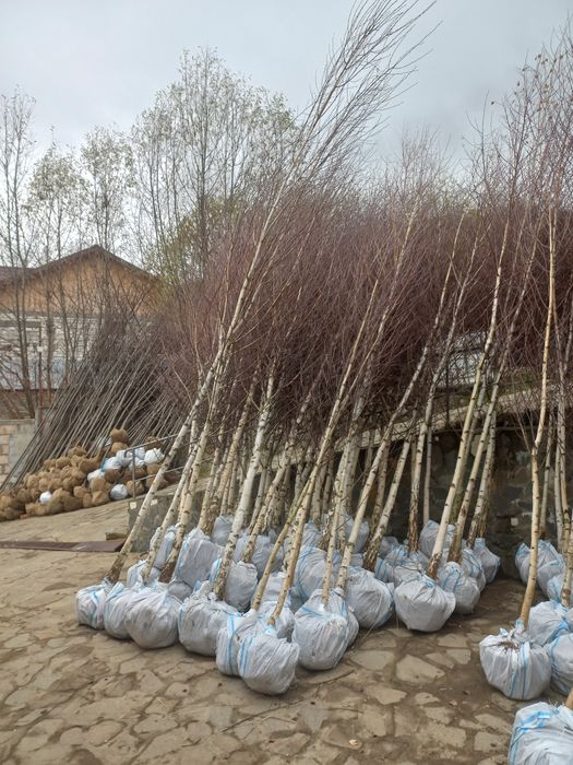 Vând mesteacăn tei brazi tuia pon pon spirale și multe altele plante