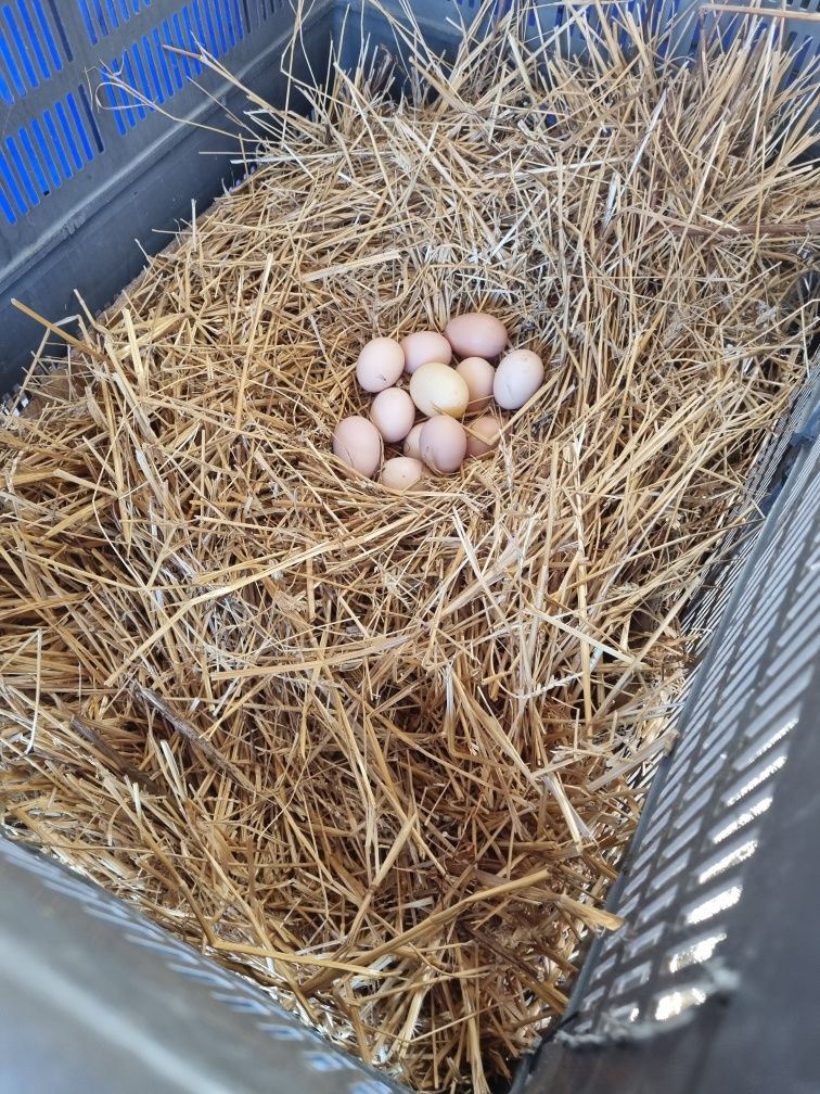 Găini AustraLorp Nr 1 La producția de Ouă zilnic, 120 Lei bucata Satu