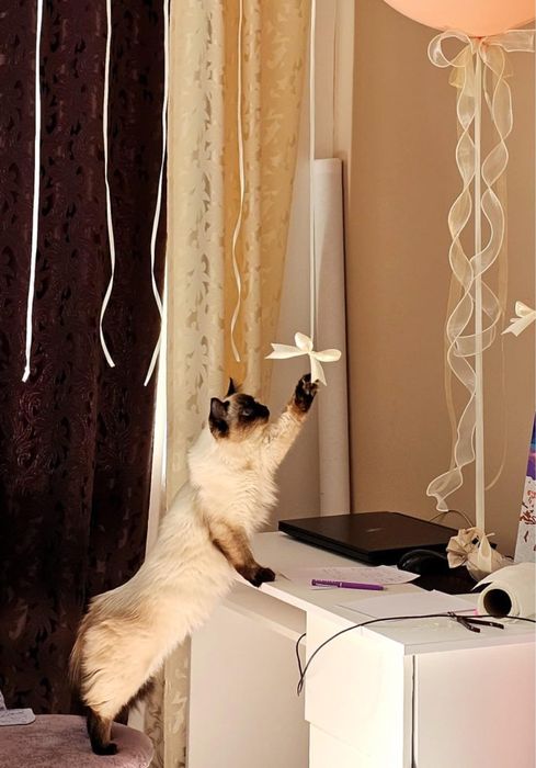 Отдам кошку в хорошие руки