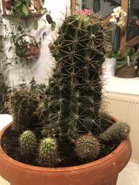 Cactus foarte frumos