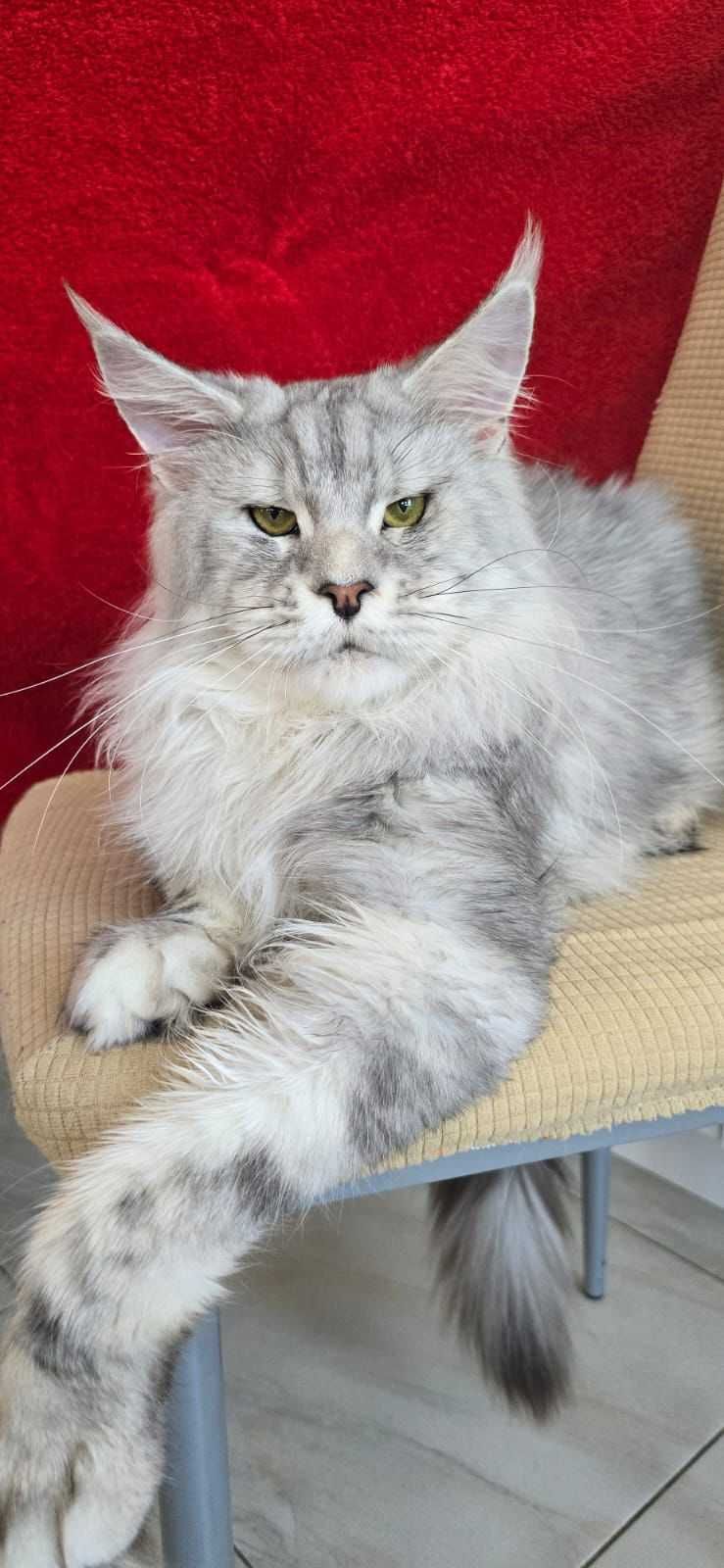 Котенца мейн кун
