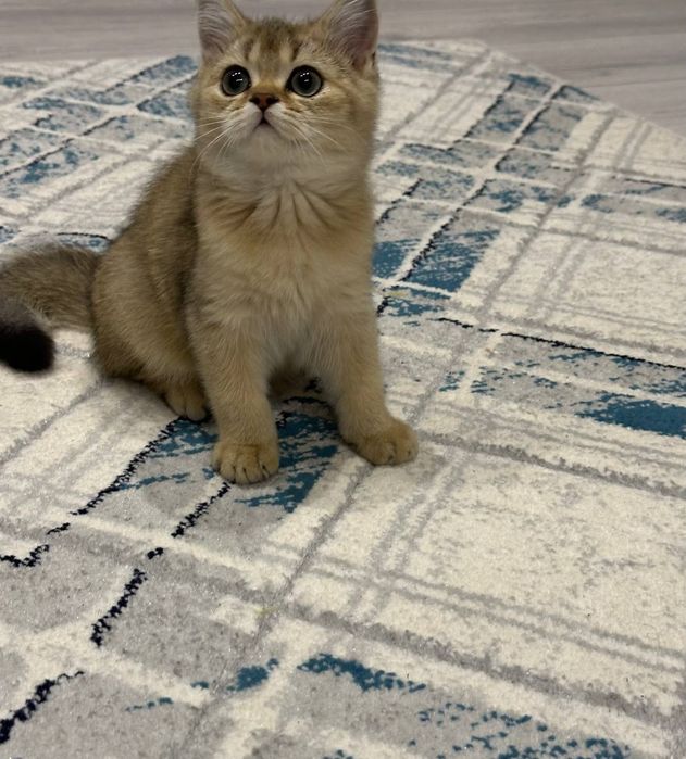 Shotlanskiy shinshilla