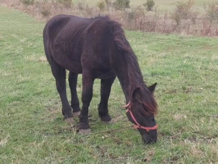 Armăsar de vânzare