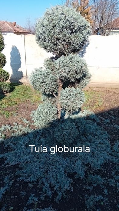 Amenajări grădini de la zero