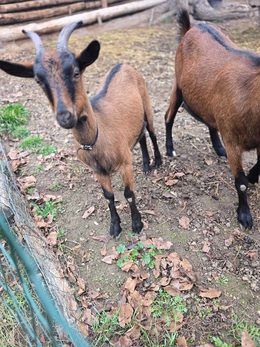 De vanzare iadă alpină franceza rasă pură!