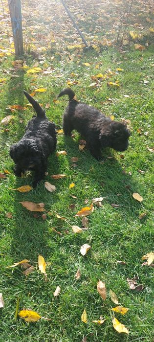 Cățelușe spre adoptie