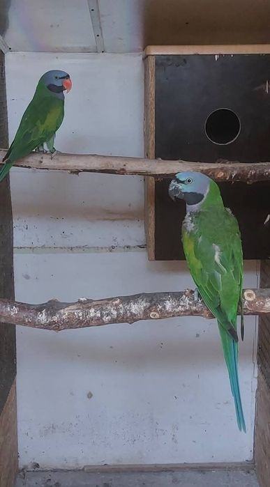 Vand Marele Alexandru