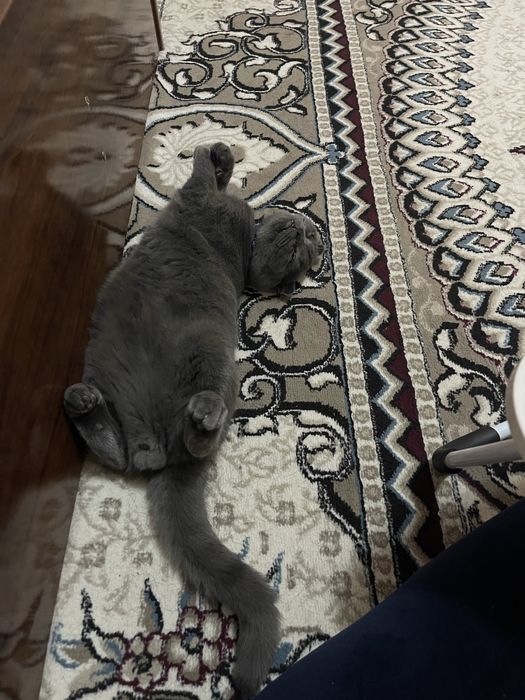 Scottish Fold zotli, sog‘lom, yoqimtoy pishak sotiladi — 200$.
