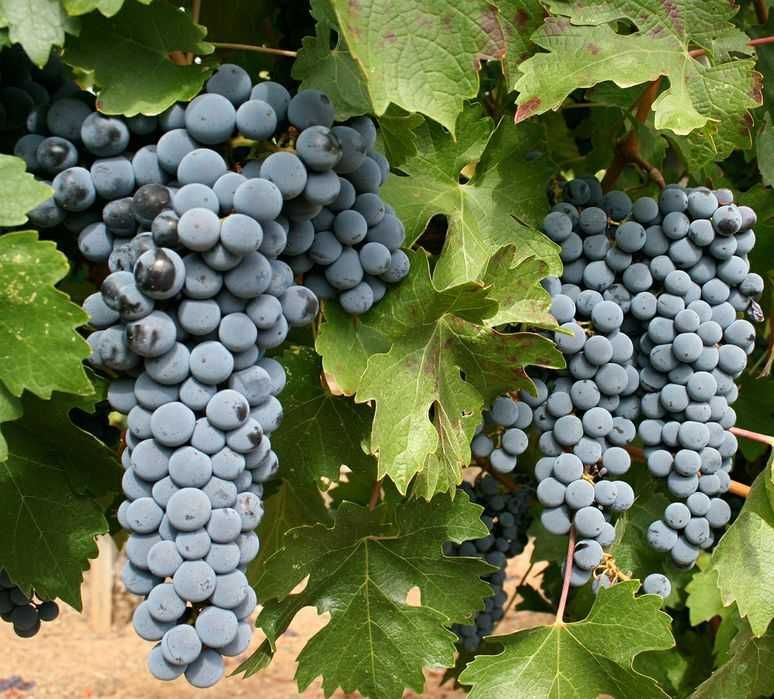 Struguri de vin adusi acasa soiuri alese albi/negri, pret producator