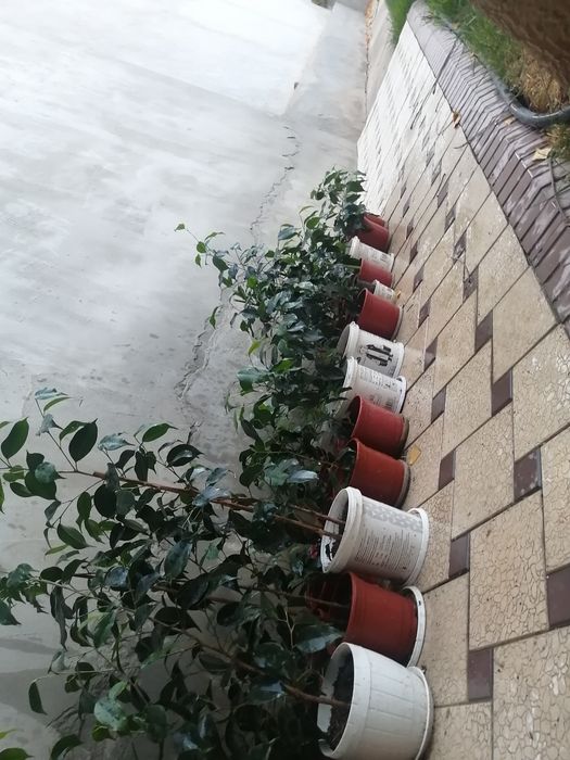 Фикус  бенжамина