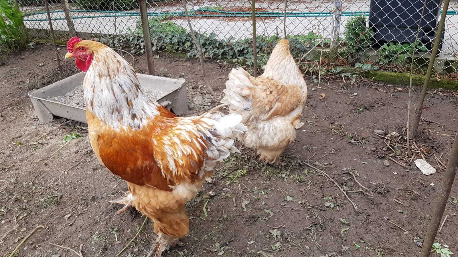 Ouă brahma pentru incubat.