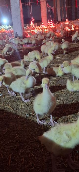 Продам домашний замороженные гусь