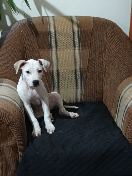 Pui Amstaff American