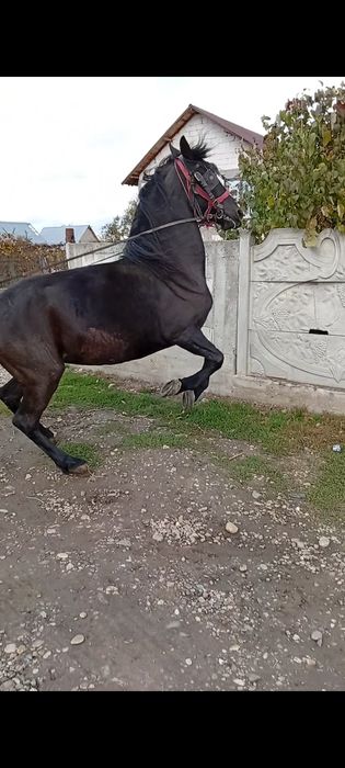 Vând iapa friziana de 5 ani