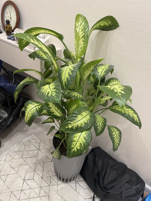 Продам комнатное растение диффенбахия