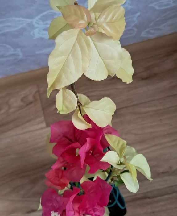 Комнатные цветы неприхотливые