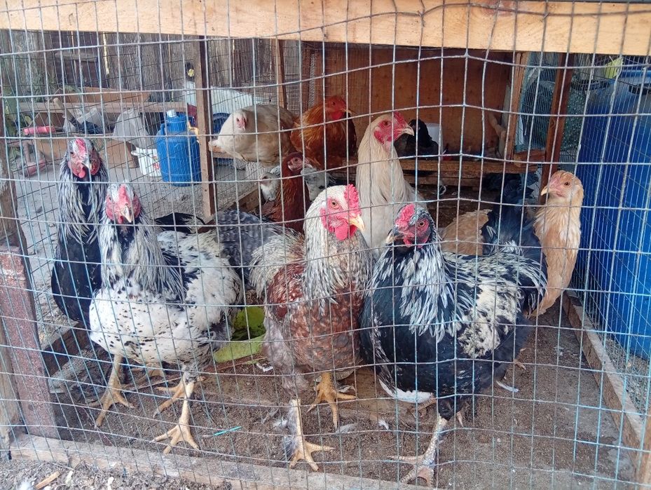 Питухи домашние здоровые